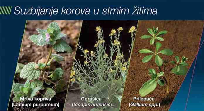 Agrosaveti Bayer suzbijanje krova u strnim zitima Sekator Paket plus Forte 01