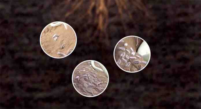 Agrosaveti Bayer zastita od nematode Velum Prime 02