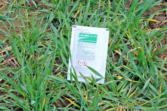 Agrosaveti Corteva Lancelot strna zita 02 Agrosaveti Corteva Lancelot strna zita 02