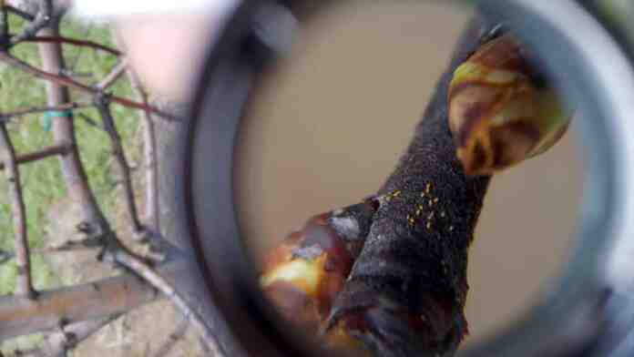 Agrosaveti galenika fitofarmacija kruske 03