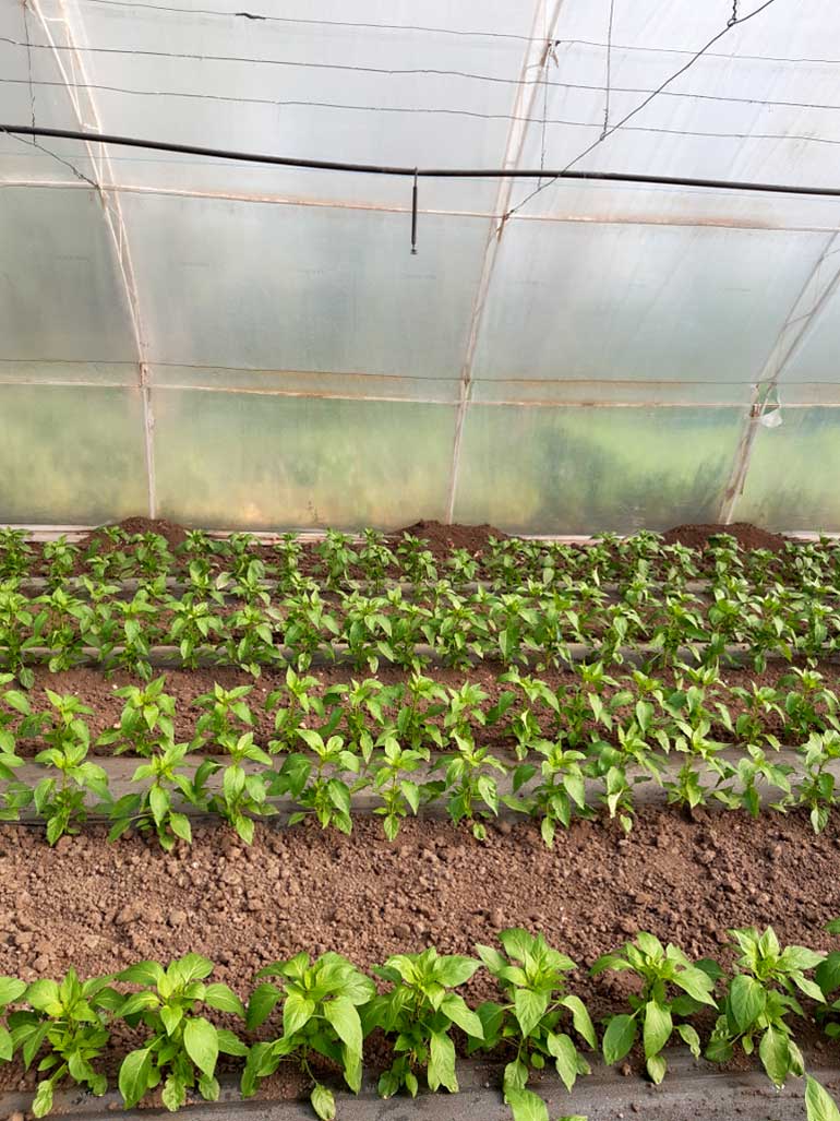 Agrosaveti galenika fitofarmacija paprika posle rasadjiivanja povrce u plasteniku 02