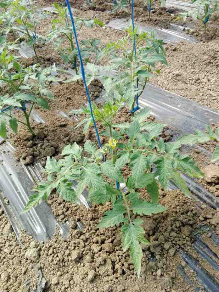 Agrosaveti galenika fitofarmacija paradajz posle rasadjiivanja povrce u plasteniku 01 Agrosaveti galenika fitofarmacija paradajz posle rasadjiivanja povrce u plasteniku 01