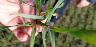 Agrosaveti galenika fitofarmacija psenica 01