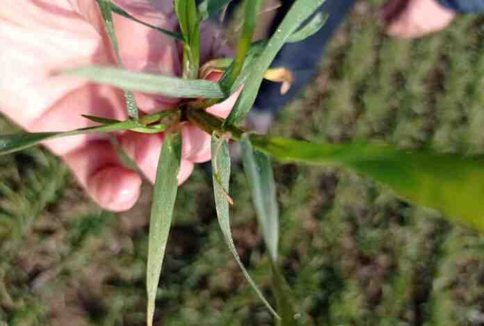 Agrosaveti galenika fitofarmacija psenica 01
