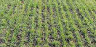 Agrosaveti galenika fitofarmacija psenica 03