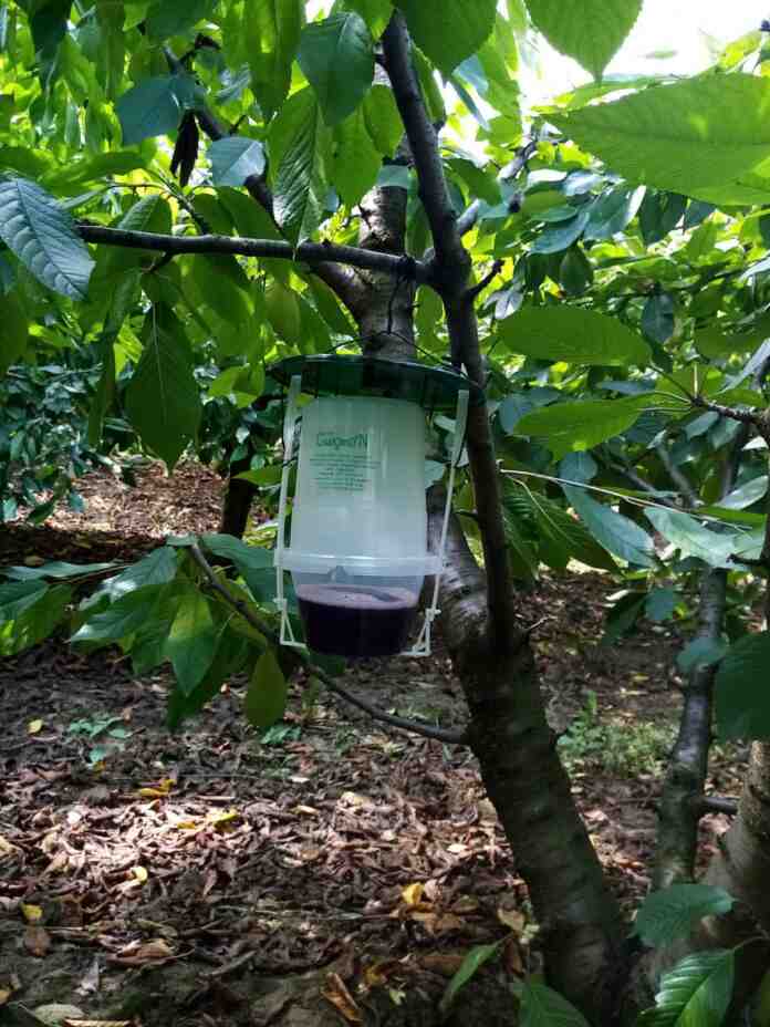 Agrosaveti klopka za azijske vocne mosice Agrosaveti klopka za azijske vocne mosice
