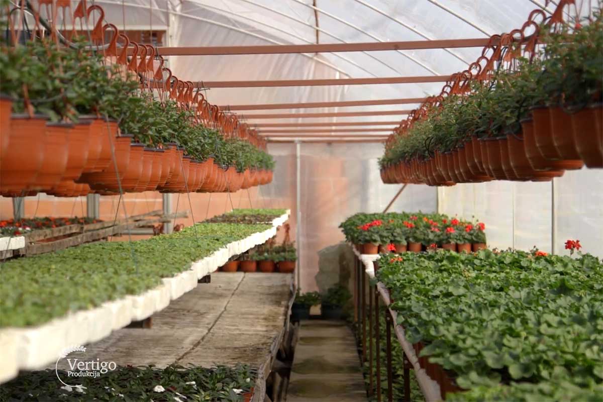 Agrosaveti proizvodnja cveca Cacak 01
