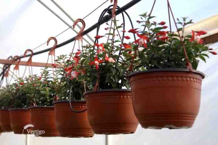 Agrosaveti proizvodnja cveca Agrosaveti proizvodnja cveca Cacak 02