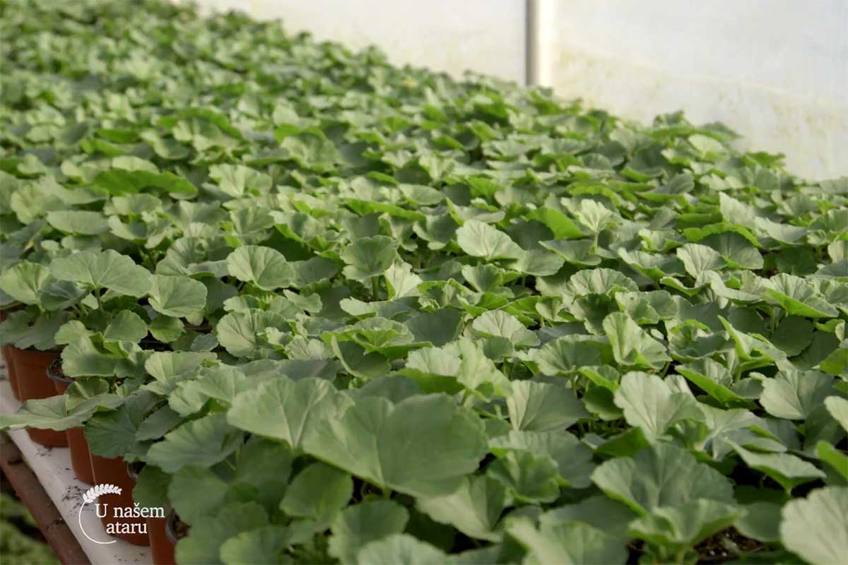 Agrosaveti proizvodnja cveca Cacak 03