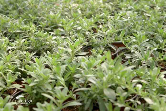 Agrosaveti proizvodnja cveca Mrcajevci porodica Adamovic 03