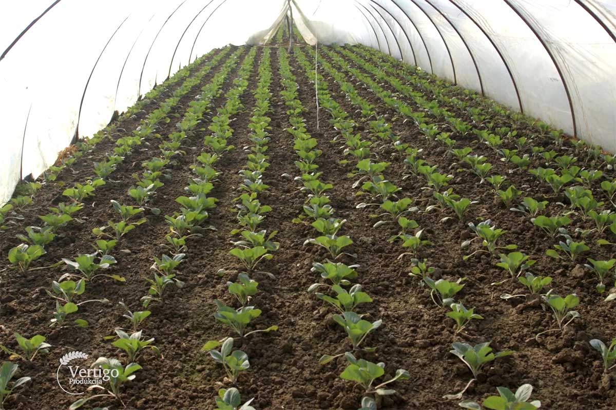 Agrosaveti proizvodnja povrca Sovljak 01