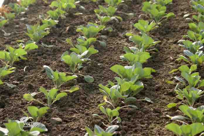Agrosaveti proizvodnja povrca Sovljak 02 Agrosaveti proizvodnja povrca Sovljak 02