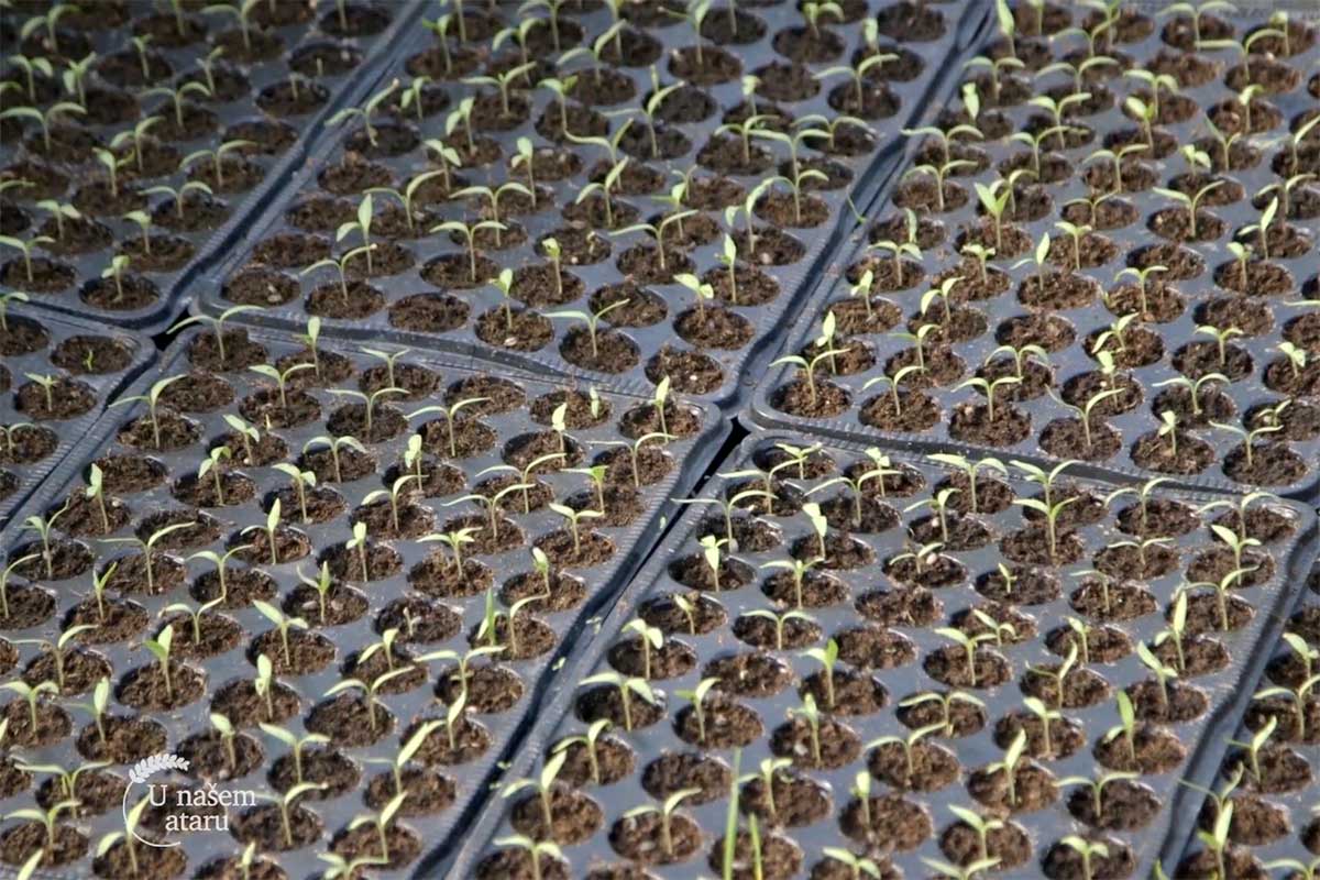Agrosaveti proizvodnja povrca Sovljak 03