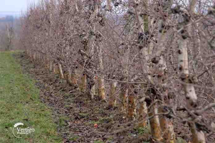 Agrosaveti proizvodnja voca Kamendol 03 Agrosaveti proizvodnja voca Kamendol 03