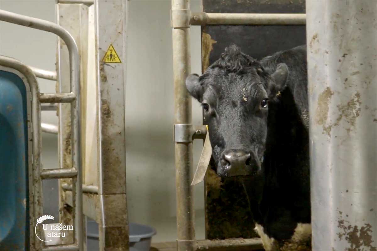 Agrosaveti robotizovana muza 01
