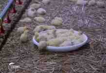 Agrosaveti tov pilica Kula 03