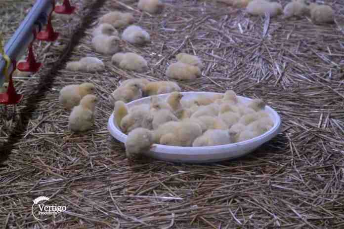 Agrosaveti tov pilica Kula 03 Agrosaveti tov pilica Kula 03