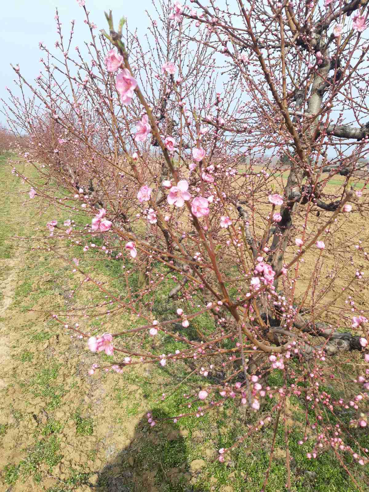 Agrosaveti zastita voca breskva pocetak cvetanja 01