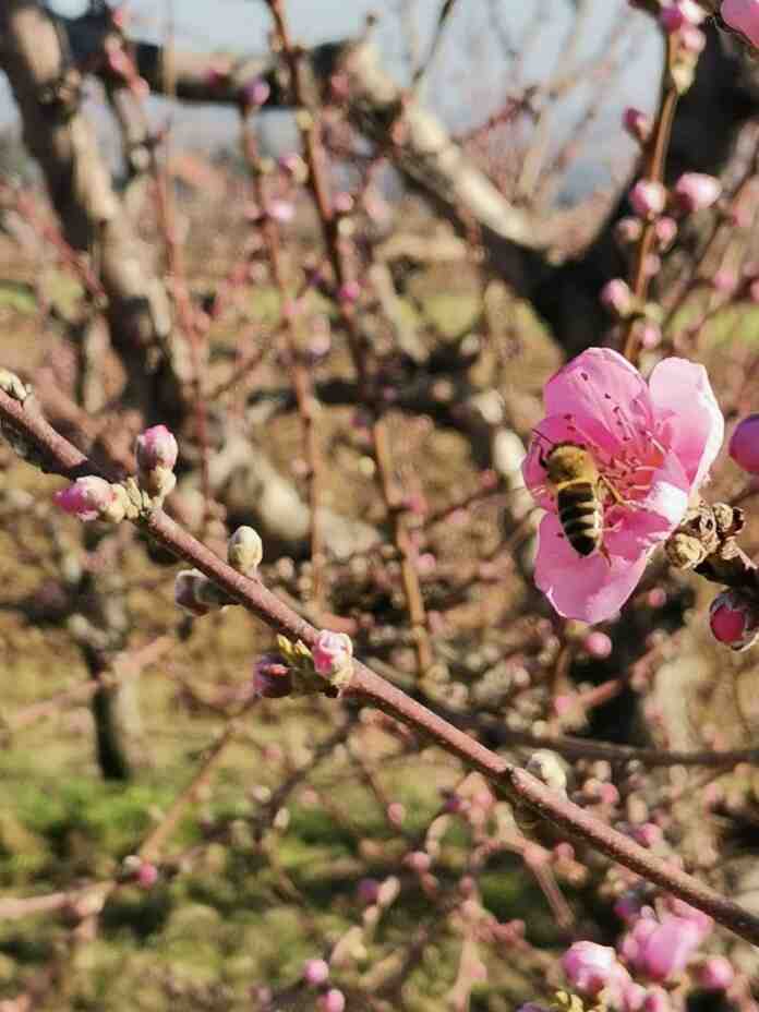 Agrosaveti zastita voca breskva pocetak cvetanja 02 Agrosaveti zastita voca breskva pocetak cvetanja 02