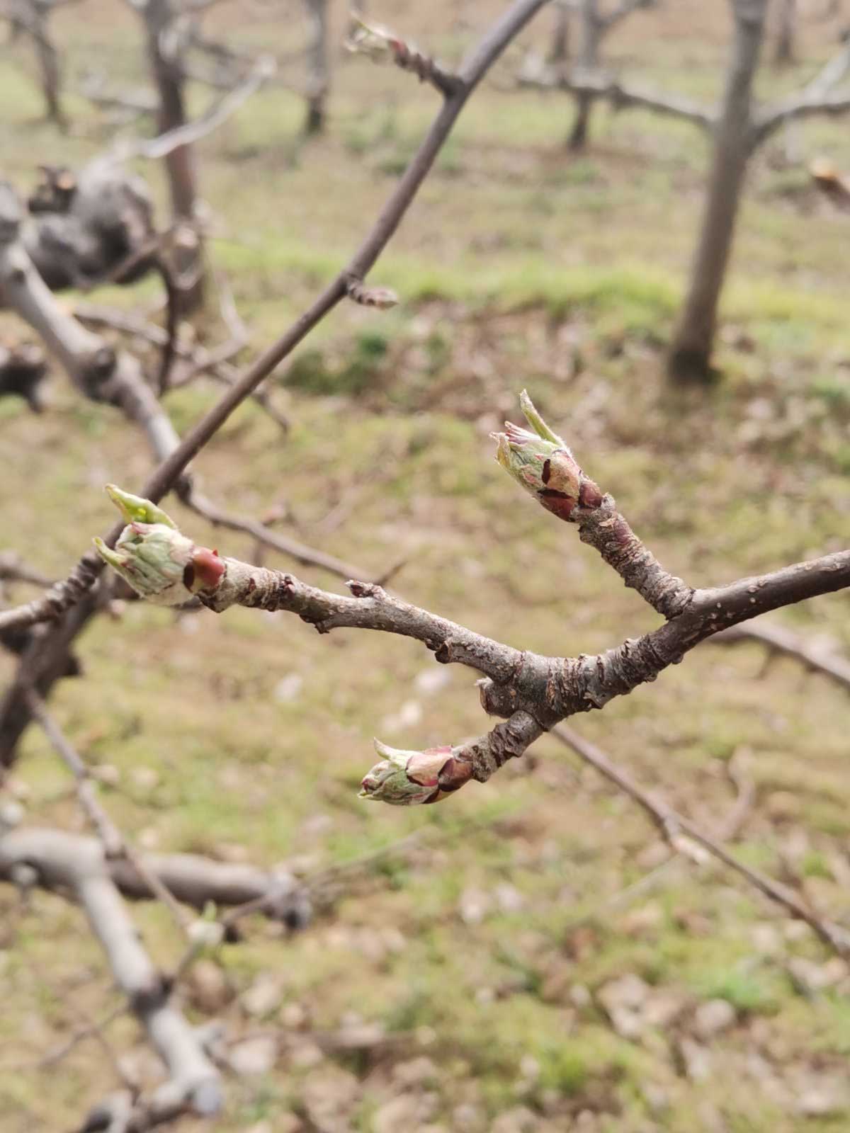 Agrosaveti zastita voca jabuka 03