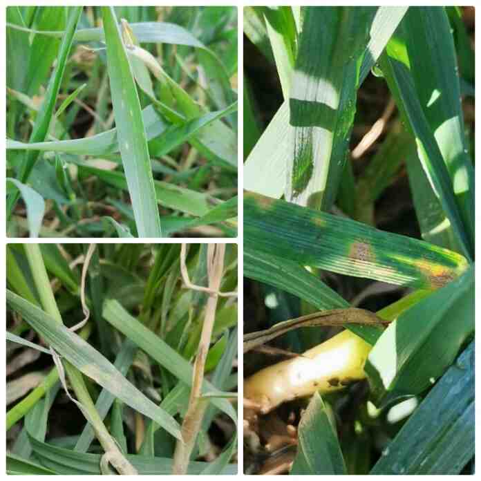 Agrosaveti bolesti psenice 01