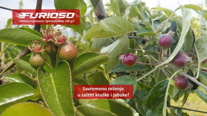 Agrosaveti galenika fitofarmacija furioso kruskina buva 01 Agrosaveti galenika fitofarmacija furioso kruskina buva 01