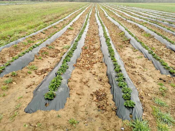 Agrosaveti galenika fitofarmacija ishrana zasada jagode 01 Agrosaveti galenika fitofarmacija ishrana zasada jagode 01