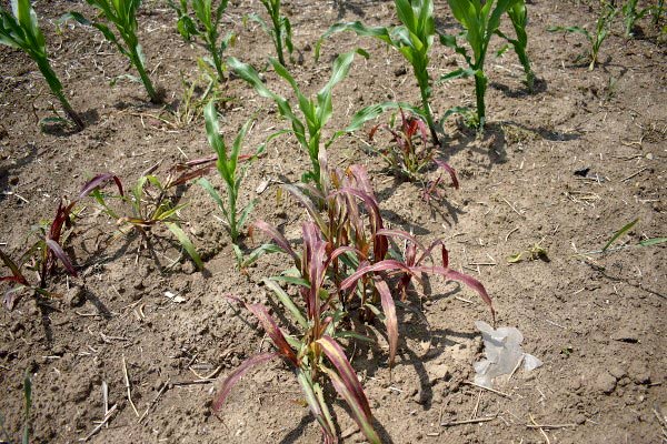 Agrosaveti galenika fitofarmacija kukuruz korov 01 Agrosaveti galenika fitofarmacija kukuruz korov 01