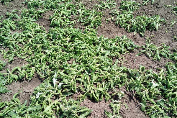 Agrosaveti galenika fitofarmacija kukuruz korov 02