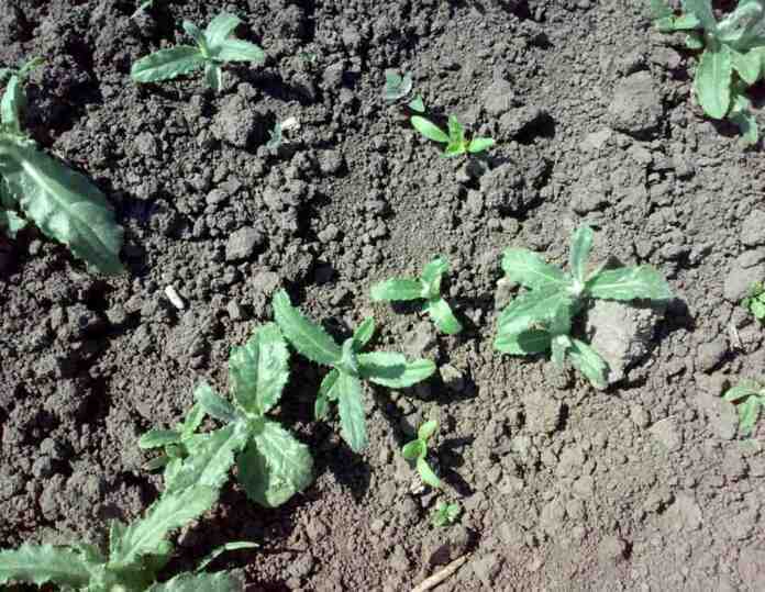 Agrosaveti galenika fitofarmacija secerna repa 02