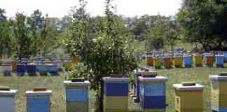 Agrosaveti pcelarstvo Tonda 01