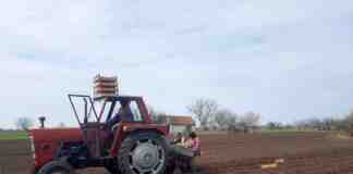 Agrosaveti sadnja krompira 03