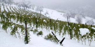 malina pod snegom 02