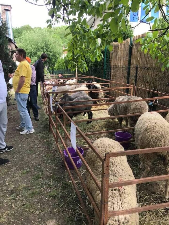 Agrosaveti Dan ovcarstva 02 Agrosaveti Dan ovcarstva 02