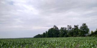 Agrosaveti Galenika fitofarmacija kukuruz 01