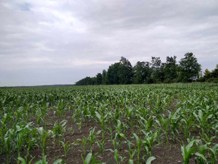 Agrosaveti Galenika fitofarmacija kukuruz 01 Agrosaveti Galenika fitofarmacija kukuruz 01