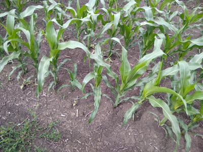 Agrosaveti Galenika fitofarmacija kukuruz 02