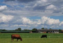 Namenski zasnovani pašnjaci za ishranu angusa Agrosaveti Pasnjaci za ishranu angusa 02