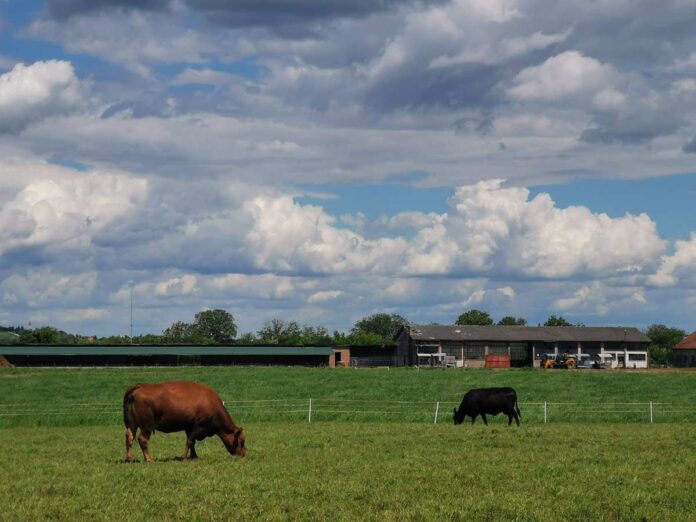 Agrosaveti Pasnjaci za ishranu angusa 02