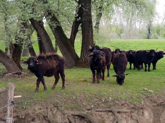 Agrosaveti bivolice u Banatu 01