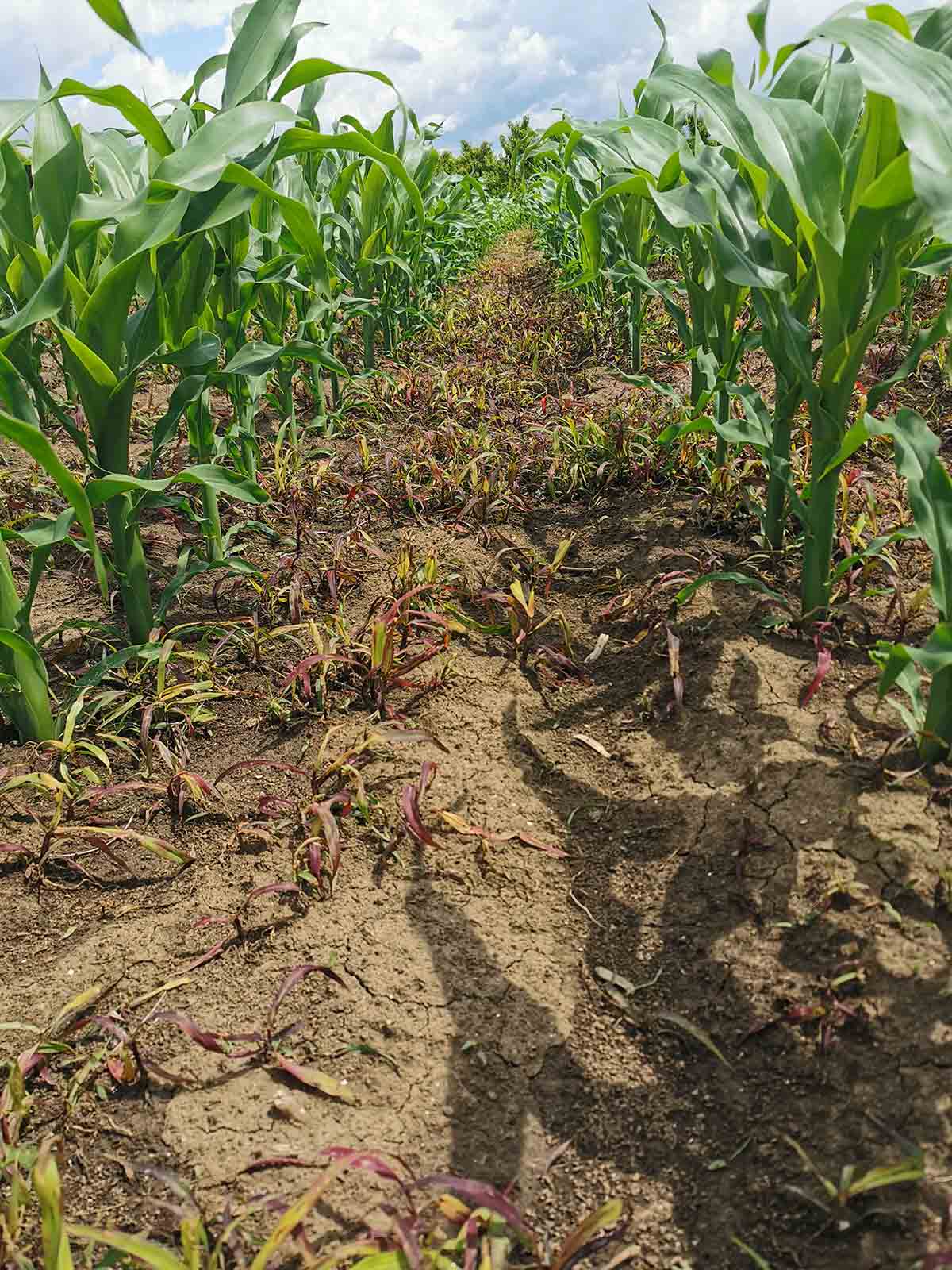 Agrosaveti galenika fitofarmacija Delovanje Talismana