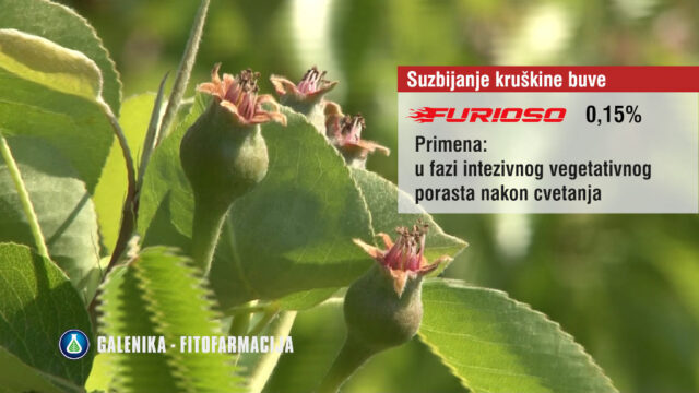 Agrosaveti galenika fitofarmacija furioso kruskina buva 03