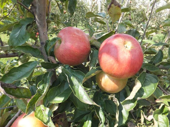 Agrosaveti galenika fitofarmacija suzbijanje jabukinog smotavca 02