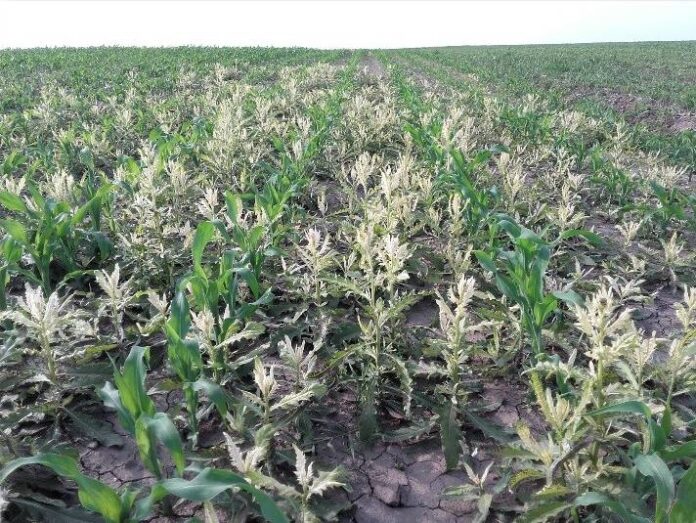 Agrosaveti galenika fitofarmacija zastita kukuruza1 Agrosaveti galenika fitofarmacija zastita kukuruza1