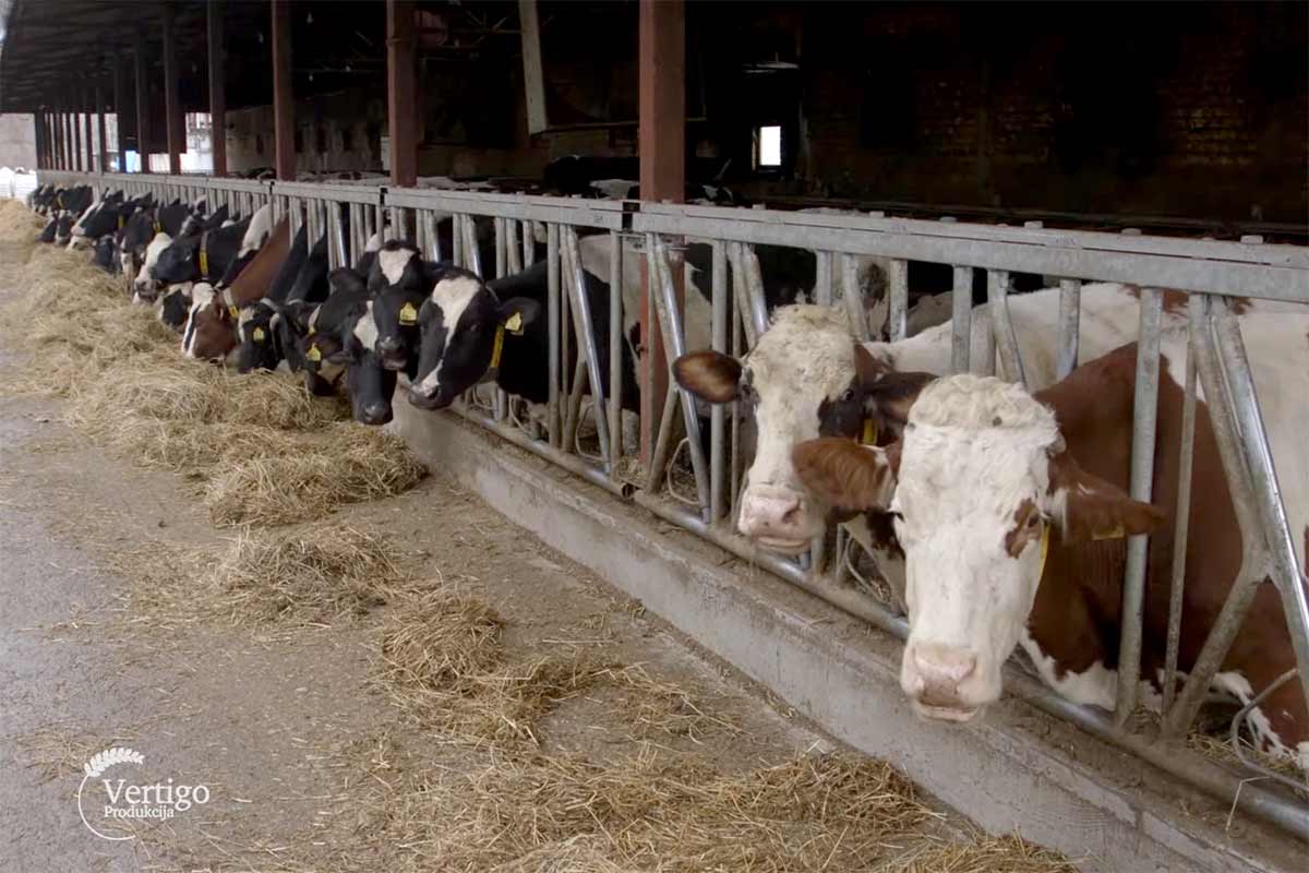 Agrosaveti ishrana visokomlecnih krava 02