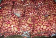 Mladi krompir – Cena rapidno pala Agrosaveti mladi krompir 01