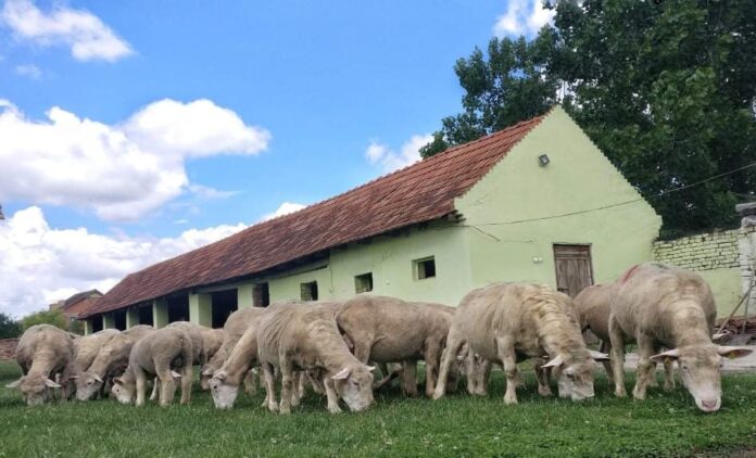 Agrosaveti odbijeni za subvencije ovce 04
