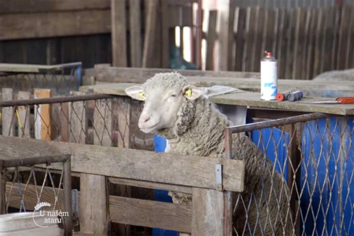 Agrosaveti Farma ovaca Begec 01 Agrosaveti Farma ovaca Begec 01