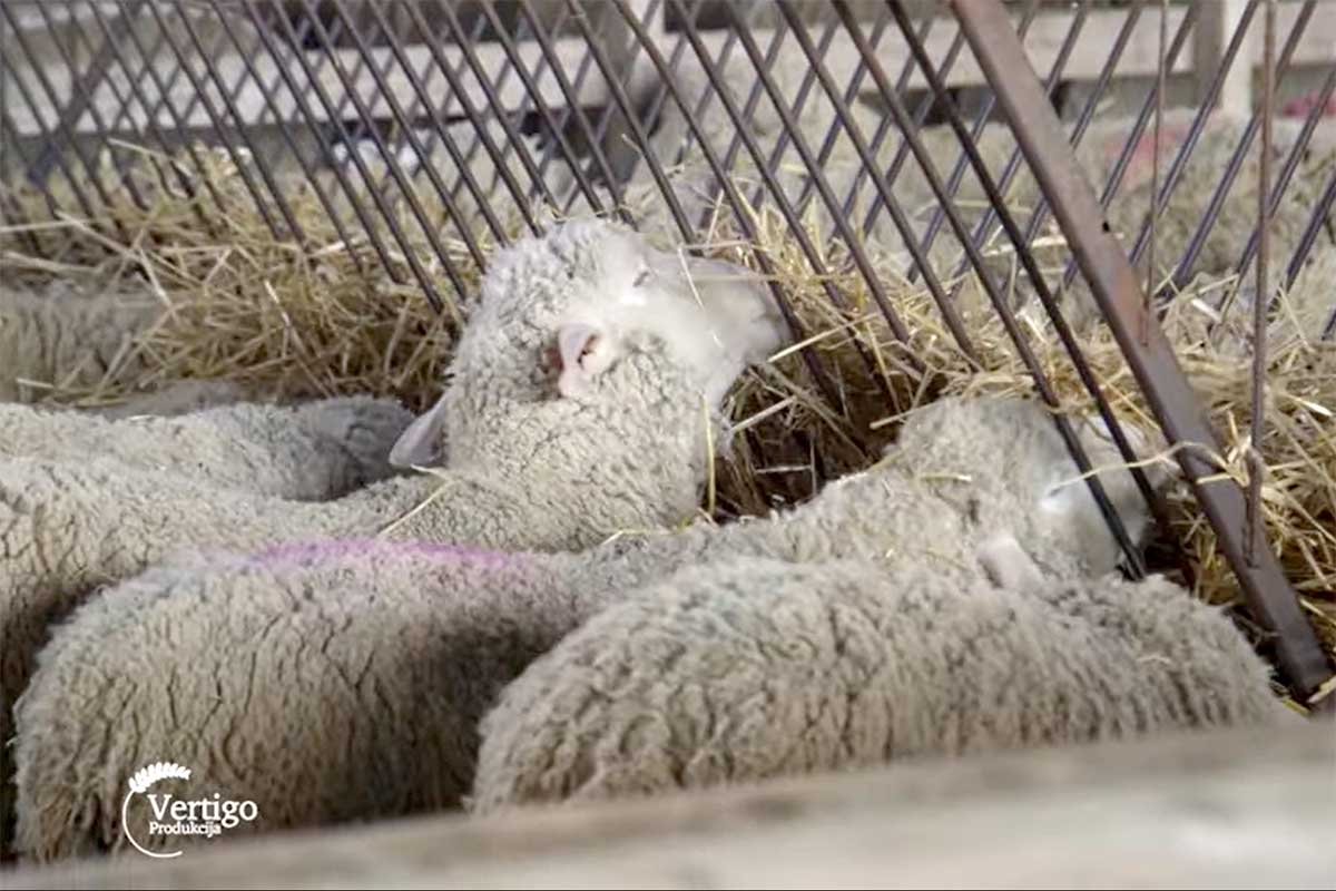 Agrosaveti Farma ovaca Begec 02