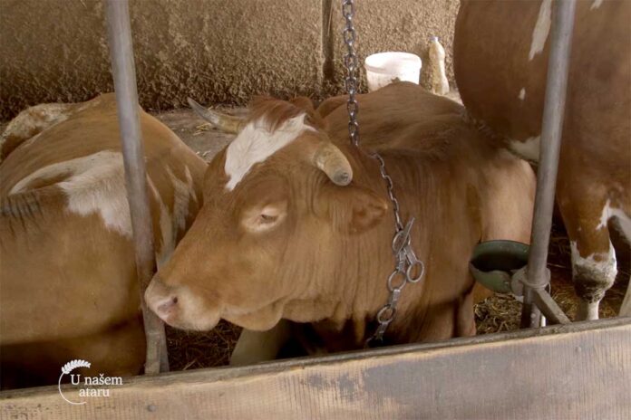 Agrosaveti farma krava i zoo vrt Takovo 02 Agrosaveti farma krava i zoo vrt Takovo 02
